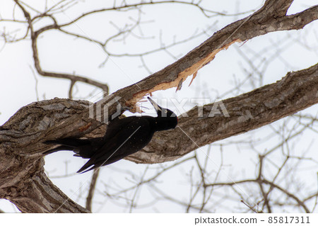 Black woodpecker _ black woodpecker _ natural monument _ wild bird _ woodpecker _ woodpecker 85817311