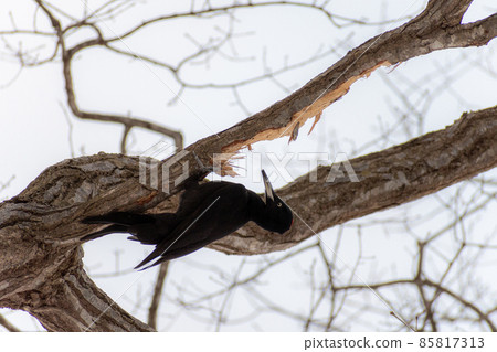 黑啄木鳥_黑啄木鳥_天然紀念物_野鳥_啄木鳥_啄木鳥 85817313