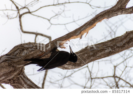 黑啄木鳥_黑啄木鳥_天然紀念物_野鳥_啄木鳥_啄木鳥 85817314