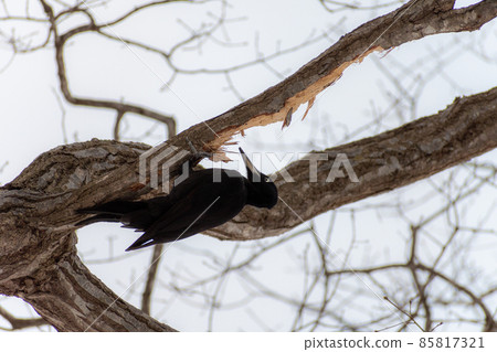黑啄木鳥_黑啄木鳥_天然紀念物_野鳥_啄木鳥_啄木鳥 85817321