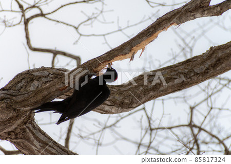Black woodpecker _ black woodpecker _ natural monument _ wild bird _ woodpecker _ woodpecker 85817324