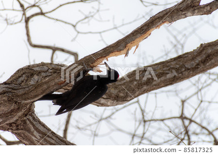 黑啄木鳥_黑啄木鳥_天然紀念物_野鳥_啄木鳥_啄木鳥 85817325