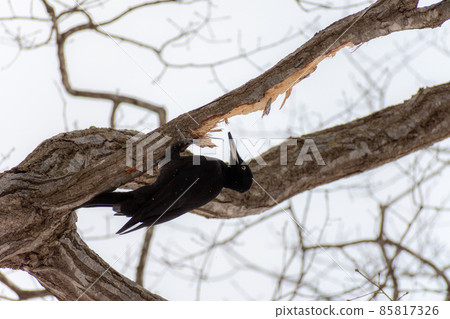 黑啄木鳥_黑啄木鳥_天然紀念物_野鳥_啄木鳥_啄木鳥 85817326