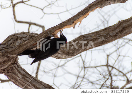 Black woodpecker _ black woodpecker _ natural monument _ wild bird _ woodpecker _ woodpecker 85817329