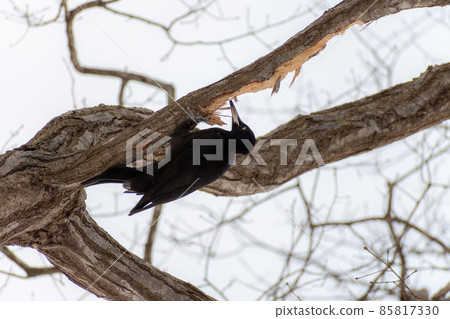 Black woodpecker _ black woodpecker _ natural monument _ wild bird _ woodpecker _ woodpecker Black woodpecker _ black woodpecker _ natural monument _ wild bird _ woodpecker _ woodpecker 85817330