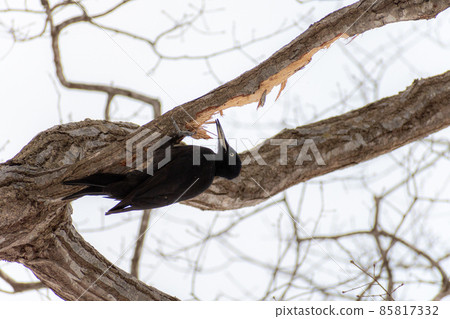 黑啄木鳥_黑啄木鳥_天然紀念物_野鳥_啄木鳥_啄木鳥 85817332