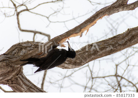黑啄木鳥_黑啄木鳥_天然紀念物_野鳥_啄木鳥_啄木鳥 85817333