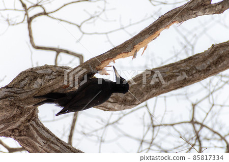 黑啄木鳥_黑啄木鳥_天然紀念物_野鳥_啄木鳥_啄木鳥 85817334