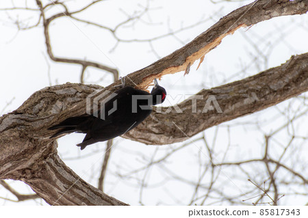 Black woodpecker _ black woodpecker _ natural monument _ wild bird _ woodpecker _ woodpecker 85817343