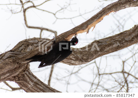Black woodpecker _ black woodpecker _ natural monument _ wild bird _ woodpecker _ woodpecker 85817347
