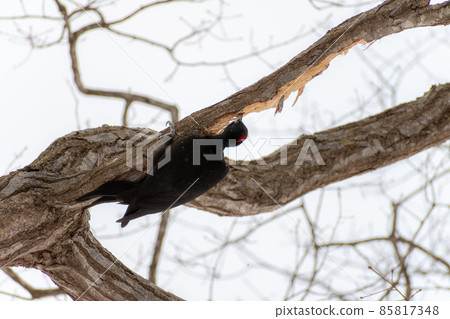 Black woodpecker _ black woodpecker _ natural monument _ wild bird _ woodpecker _ woodpecker 85817348