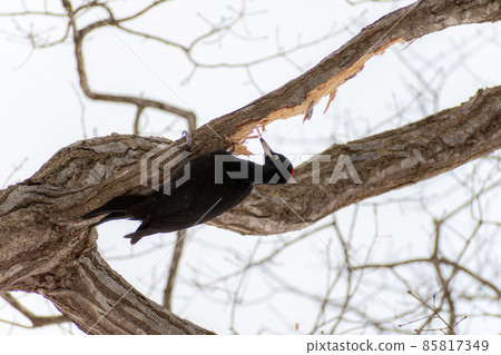 Black woodpecker _ black woodpecker _ natural monument _ wild bird _ woodpecker _ woodpecker 85817349