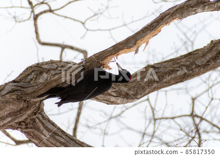 Black woodpecker _ black woodpecker _ natural monument _ wild bird _ woodpecker _ woodpecker 85817350