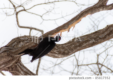 黑啄木鳥_黑啄木鳥_天然紀念物_野鳥_啄木鳥_啄木鳥 85817352