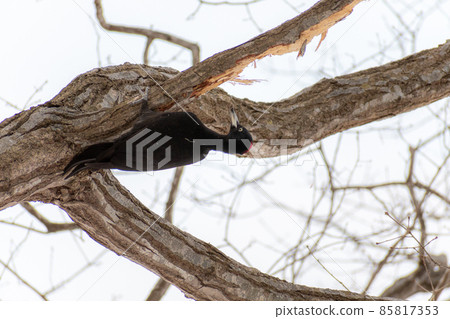 黑啄木鳥_黑啄木鳥_天然紀念物_野鳥_啄木鳥_啄木鳥 85817353