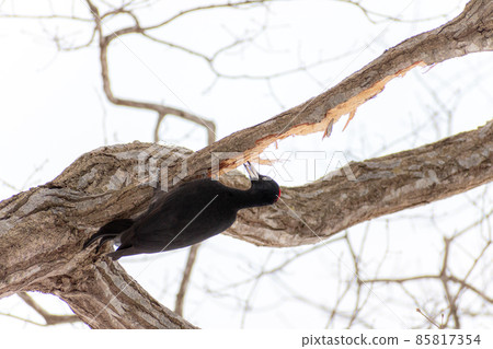 黑啄木鳥_黑啄木鳥_天然紀念物_野鳥_啄木鳥_啄木鳥 85817354