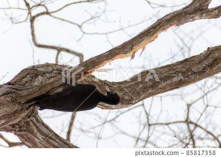 黑啄木鳥_黑啄木鳥_天然紀念物_野鳥_啄木鳥_啄木鳥 85817358