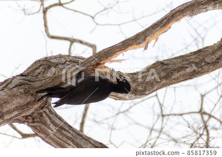 黑啄木鳥_黑啄木鳥_天然紀念物_野鳥_啄木鳥_啄木鳥 85817359