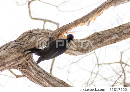 Black woodpecker _ black woodpecker _ natural monument _ wild bird _ woodpecker _ woodpecker 85817360