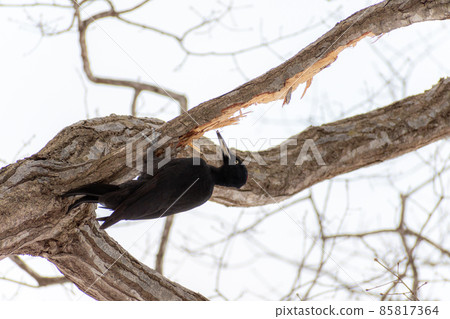 黑啄木鳥_黑啄木鳥_天然紀念物_野鳥_啄木鳥_啄木鳥 85817364