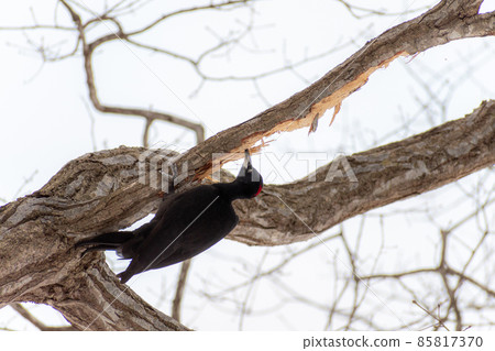 Black woodpecker _ black woodpecker _ natural monument _ wild bird _ woodpecker _ woodpecker 85817370