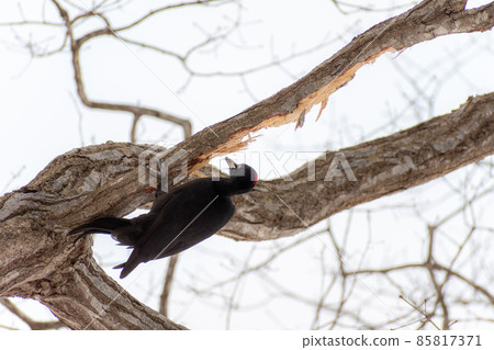 黑啄木鳥_黑啄木鳥_天然紀念物_野鳥_啄木鳥_啄木鳥 85817371