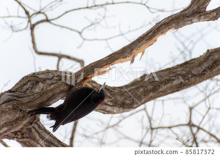 黑啄木鳥_黑啄木鳥_天然紀念物_野鳥_啄木鳥_啄木鳥 黑啄木鳥_黑啄木鳥_天然紀念物_野鳥_啄木鳥_啄木鳥 85817372