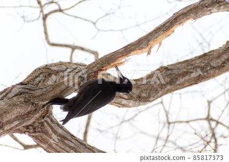 黑啄木鳥_黑啄木鳥_天然紀念物_野鳥_啄木鳥_啄木鳥 85817373