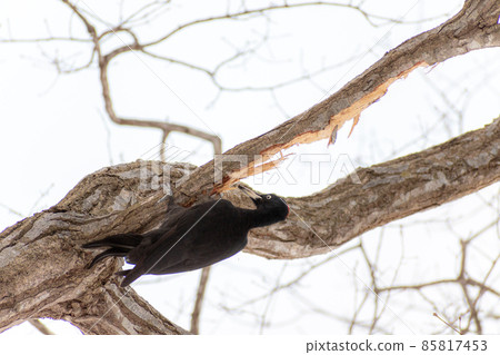 Black woodpecker _ black woodpecker _ natural monument _ wild bird _ woodpecker _ woodpecker 85817453