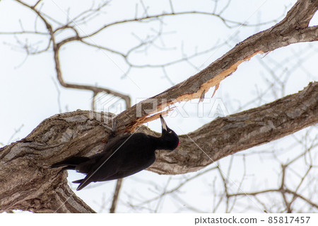 Black woodpecker _ black woodpecker _ natural monument _ wild bird _ woodpecker _ woodpecker 85817457