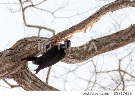 Black woodpecker _ black woodpecker _ natural monument _ wild bird _ woodpecker _ woodpecker 85817458