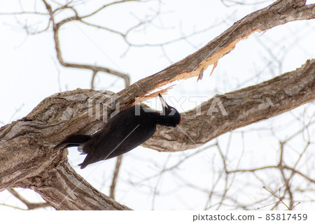 Black woodpecker _ black woodpecker _ natural monument _ wild bird _ woodpecker _ woodpecker Black woodpecker _ black woodpecker _ natural monument _ wild bird _ woodpecker _ woodpecker 85817459