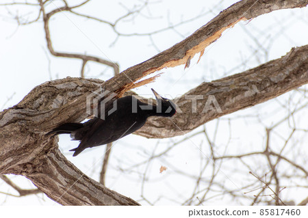 黑啄木鳥_黑啄木鳥_天然紀念物_野鳥_啄木鳥_啄木鳥 85817460