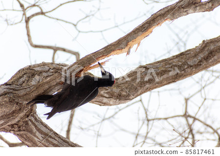 黑啄木鳥_黑啄木鳥_天然紀念物_野鳥_啄木鳥_啄木鳥 85817461