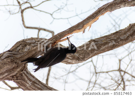 Black woodpecker _ black woodpecker _ natural monument _ wild bird _ woodpecker _ woodpecker 85817463