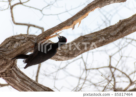 Black woodpecker _ black woodpecker _ natural monument _ wild bird _ woodpecker _ woodpecker Black woodpecker _ black woodpecker _ natural monument _ wild bird _ woodpecker _ woodpecker 85817464