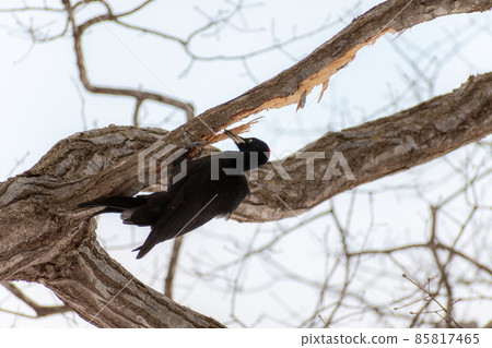 Black woodpecker _ black woodpecker _ natural monument _ wild bird _ woodpecker _ woodpecker 85817465