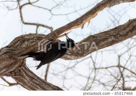 Black woodpecker _ black woodpecker _ natural monument _ wild bird _ woodpecker _ woodpecker 85817466