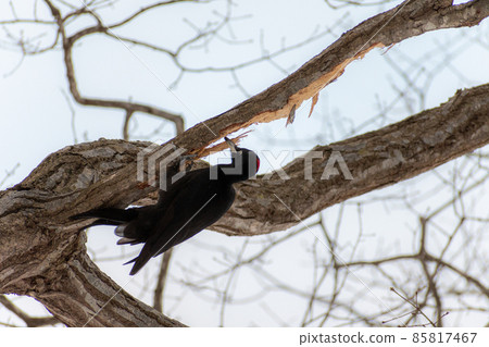 Black woodpecker _ black woodpecker _ natural monument _ wild bird _ woodpecker _ woodpecker Black woodpecker _ black woodpecker _ natural monument _ wild bird _ woodpecker _ woodpecker 85817467