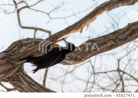 Black woodpecker _ black woodpecker _ natural monument _ wild bird _ woodpecker _ woodpecker 85817471