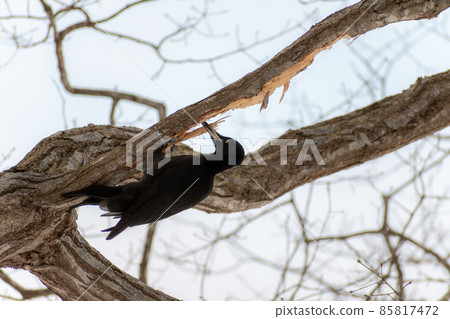 Black woodpecker _ black woodpecker _ natural monument _ wild bird _ woodpecker _ woodpecker Black woodpecker _ black woodpecker _ natural monument _ wild bird _ woodpecker _ woodpecker 85817472