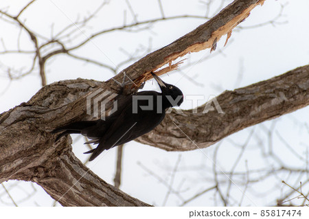 Black woodpecker _ black woodpecker _ natural monument _ wild bird _ woodpecker _ woodpecker 85817474