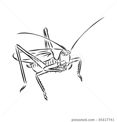locust, contour sketch isolated on white background vector locust, contour sketch isolated on white background vector 85817741