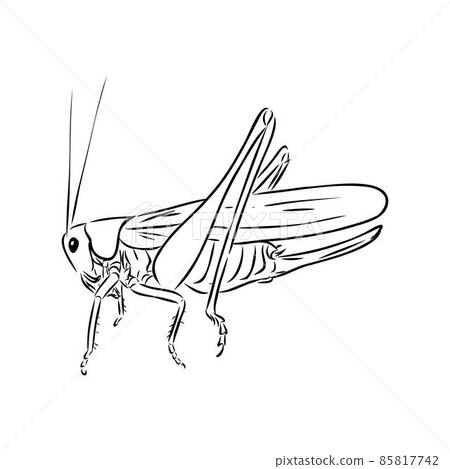 locust, contour sketch isolated on white background vector 85817742