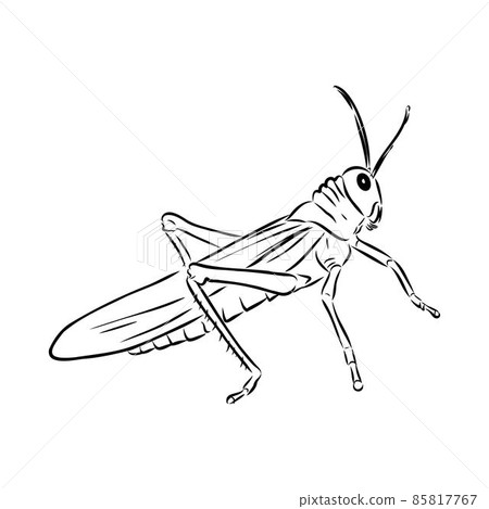 locust, contour sketch isolated on white background vector locust, contour sketch isolated on white background vector 85817767