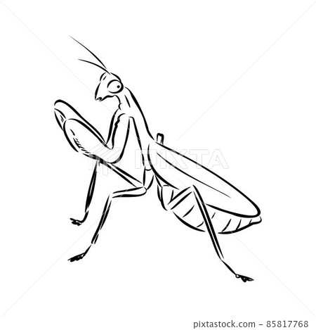 Hand drawing, sketch, mantis on a white background Hand drawing, sketch, mantis on a white background 85817768