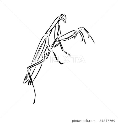 Hand drawing, sketch, mantis on a white background 85817769