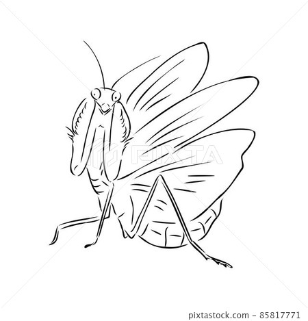 Hand drawing, sketch, mantis on a white background 85817771