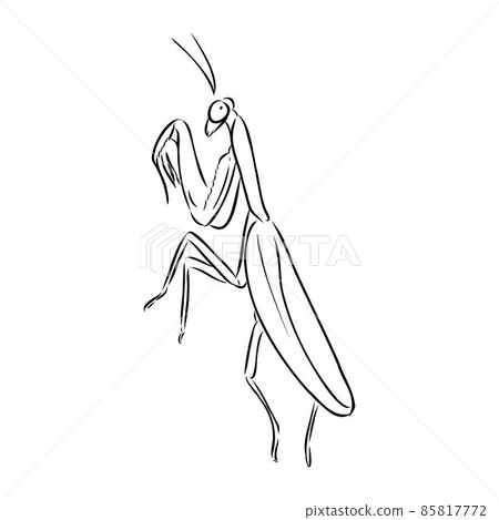 Hand drawing, sketch, mantis on a white background 85817772