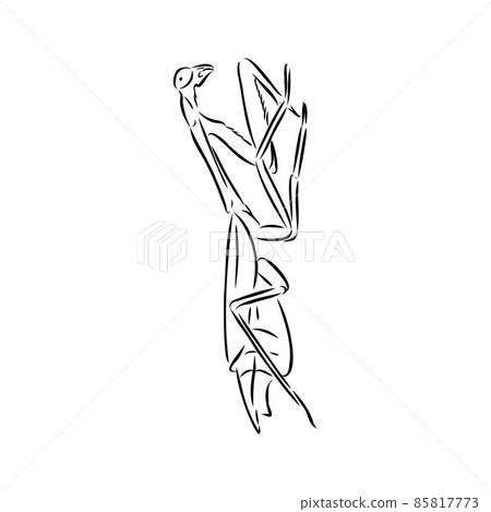 Hand drawing, sketch, mantis on a white background 85817773